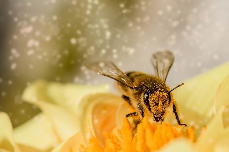 Rettet die Bienen: Grüne verteilen Samentüten bei Grünland-Der Bioladen zum Weltbienentag
